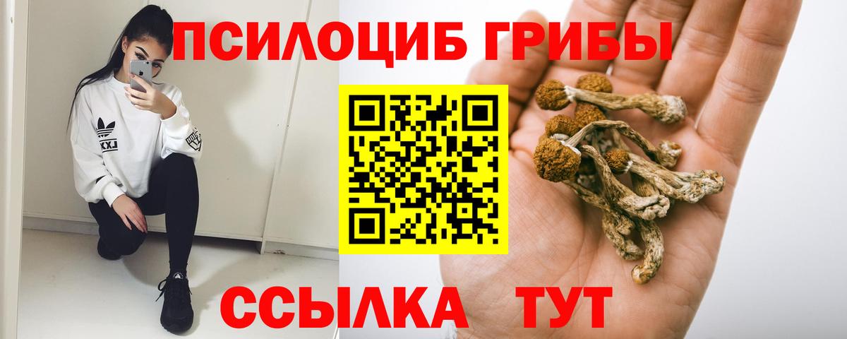 Псилоцибиновые грибы Cubensis Сосновый Бор
